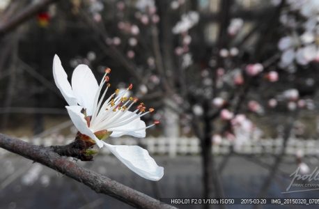 手机里也有春天——晨光里的山桃花